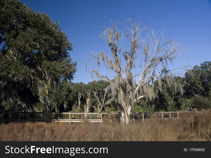 Paynes Prairie state park located in Florida