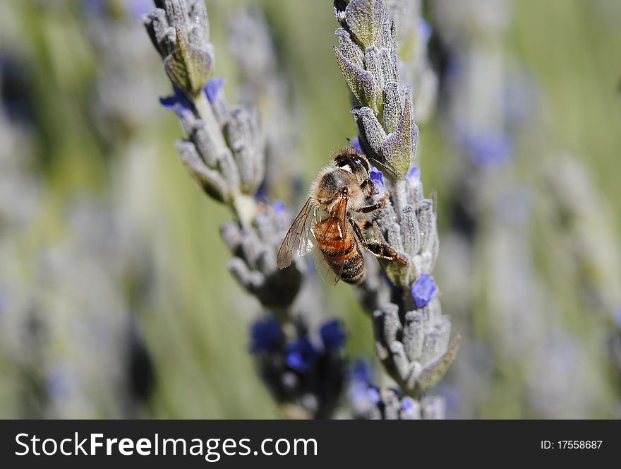 Insect common bee in full bloom of lavender, macro with light in the daytime