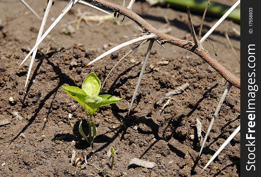 Plant of chili