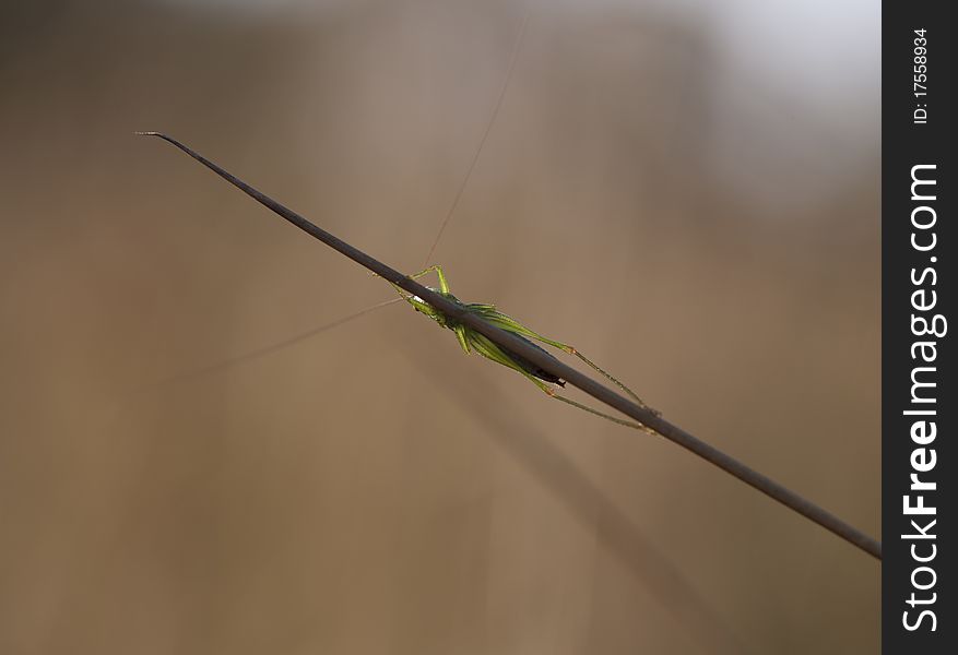 Macro of a grasshopper hiding behind blades of grass