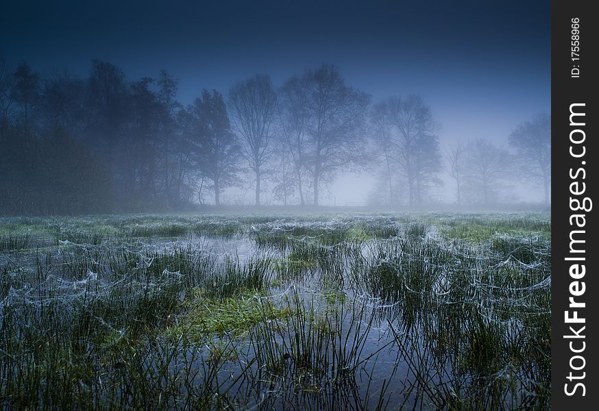 Flooded meadow in de background trees in the mist. Flooded meadow in de background trees in the mist