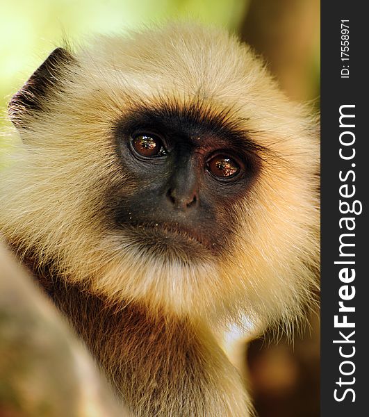 Close up head shot portrait of a wise old Langur. Close up head shot portrait of a wise old Langur