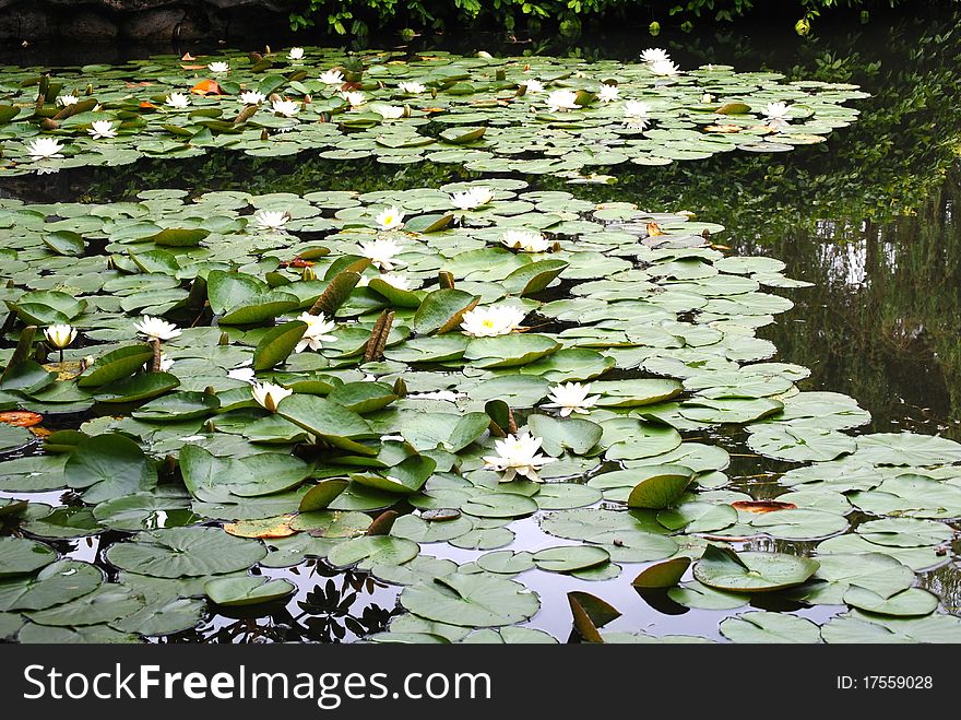 White water-lilies in the pond