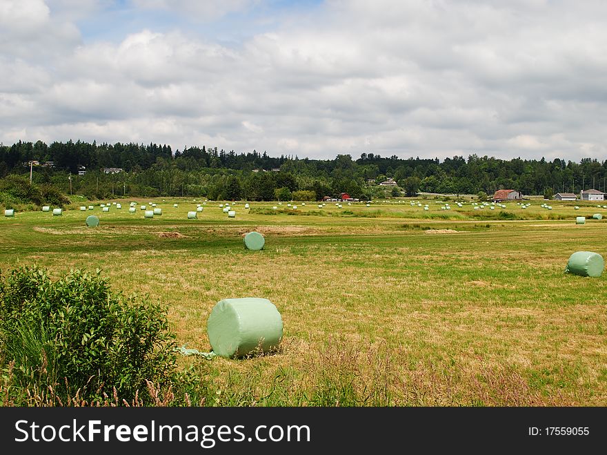 Hay Rolls in the field