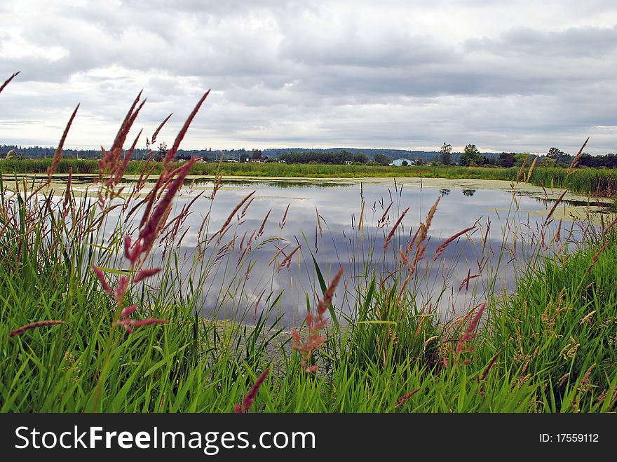 Reeds growing by the pond, British Columbia