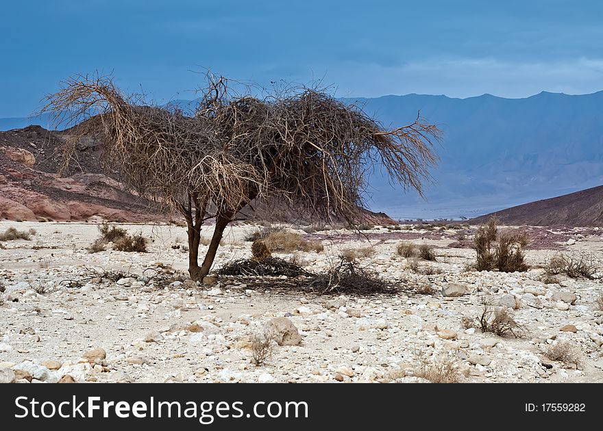 Evening view on the desert in Timna park, Israel