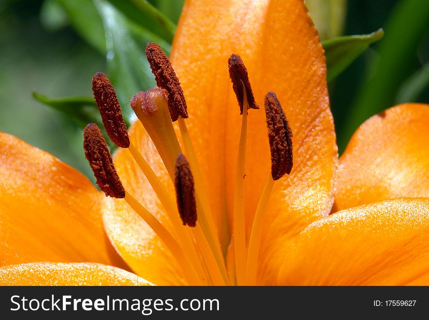 Flower color orange color of big petals, flat foreground to highlight his color. Flower color orange color of big petals, flat foreground to highlight his color.