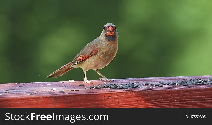 Closeup of cardinal feeding on sunflower seeds. Closeup of cardinal feeding on sunflower seeds