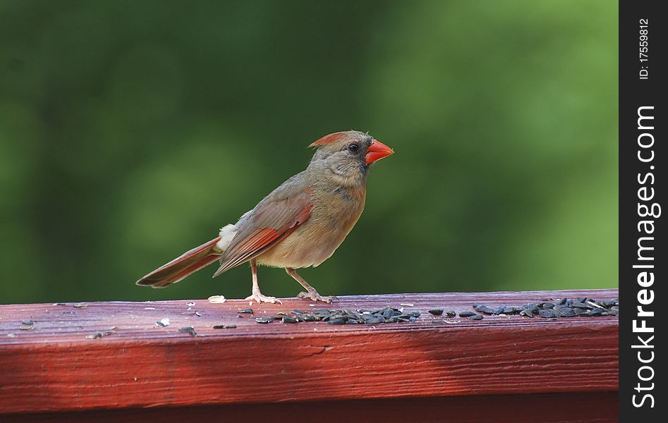 Closeup of cardinal feeding on sunflower seeds. Closeup of cardinal feeding on sunflower seeds