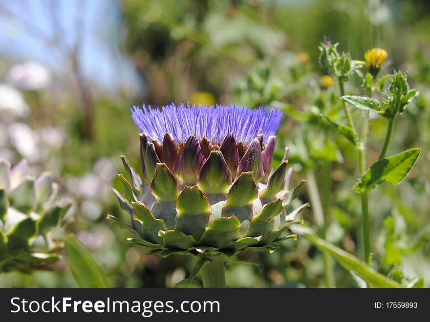 Artichoke flower