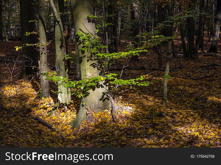 Autumn landscape of a mixed European wood with thicket of deciduous and coniferous trees in Las Kabacki Forest in Mazovia region near Warsaw, Poland