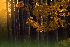 Beautiful Orange Nature Background.Artistic Wallpaper.Art Photography.Autumn Landscape.Sunset,forest,tree.Colorful Leaves.Fog,sun. Stock Photo
