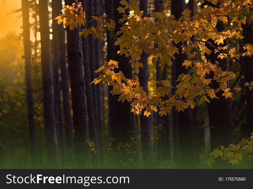 Beautiful Orange Nature Background.Artistic Wallpaper.Art Photography.Autumn Landscape.Sunset,forest,tree.Colorful Leaves.Fog,sun.