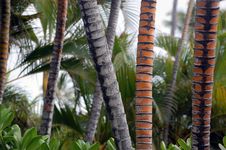 Palm Tree Trunks(Cocos Nucifera) Stock Image Palm Tree Trunks(Cocos Nucifera) Stock Image