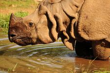One Horned Rhino Royalty Free Stock Photo