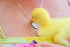 Free Gosling Royalty Free Stock Image - 17566586