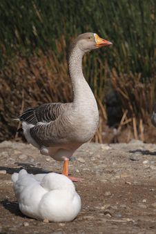 Greylag Goose Stock Images