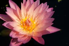 Pink Water Lily Stock Photography Pink Water Lily Stock Photography