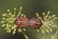 Shield Bugs Stock Photography Shield Bugs Stock Photography