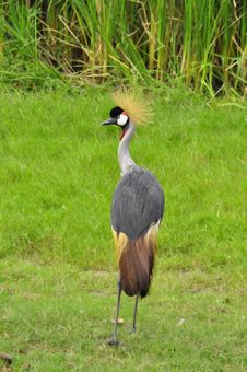 Crowned Crane At The Zoo Stock Photo Crowned Crane At The Zoo Stock Photo