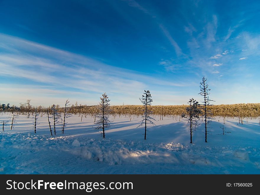 Trees on a bog against the dark blue sky in the winter. Trees on a bog against the dark blue sky in the winter