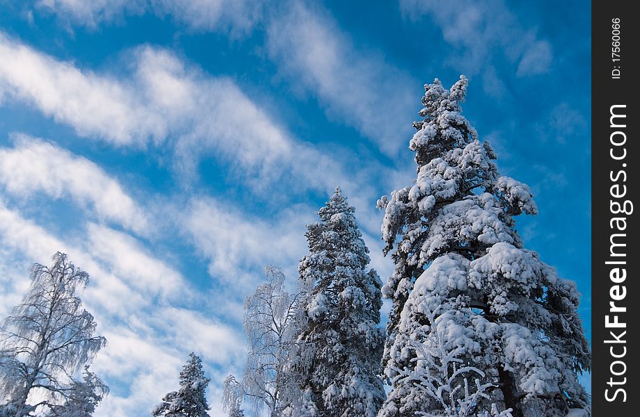 Trees covered with snow against the sky. Trees covered with snow against the sky