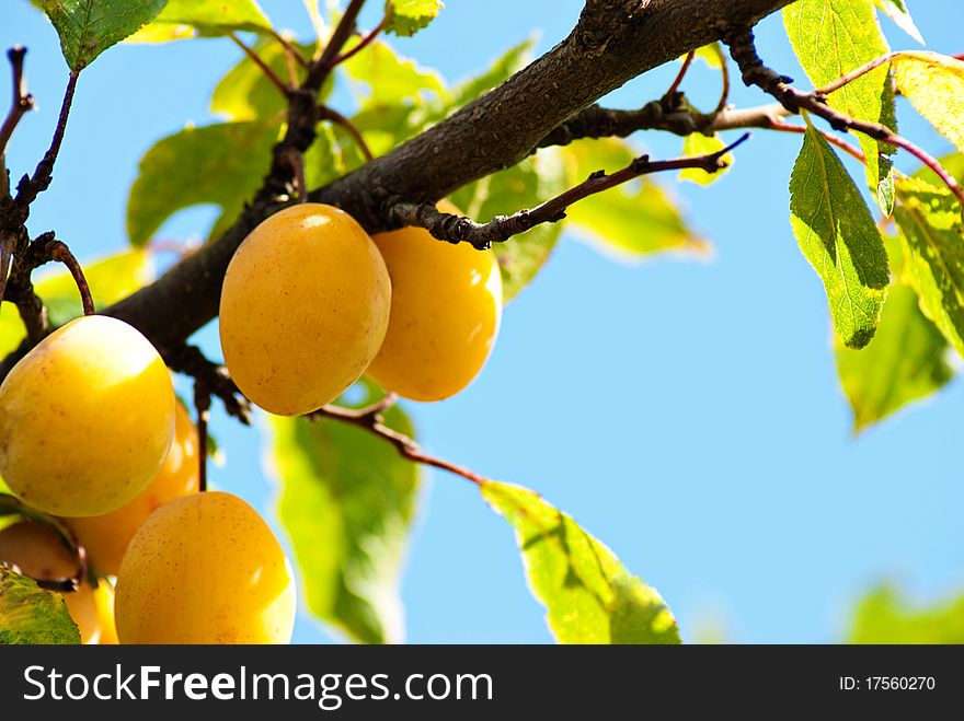 Yellow plums on a branch against the dark blue sky