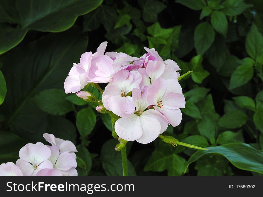 Flower variety cardinal, rose-colored colors and target of the petals. Flower variety cardinal, rose-colored colors and target of the petals.