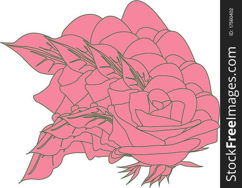 Illustration of pink rose nature