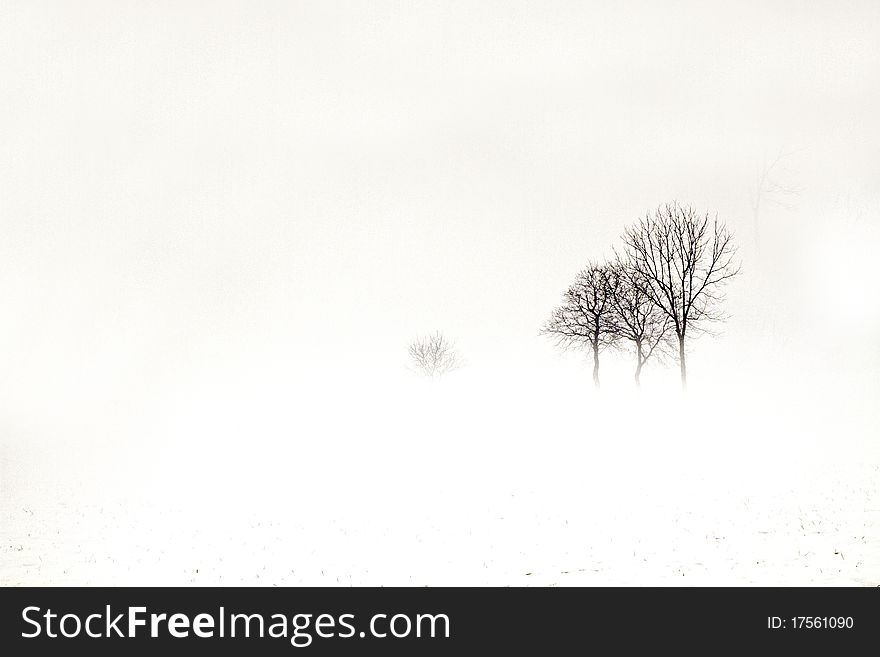Forest in winter with snow and fog. Forest in winter with snow and fog