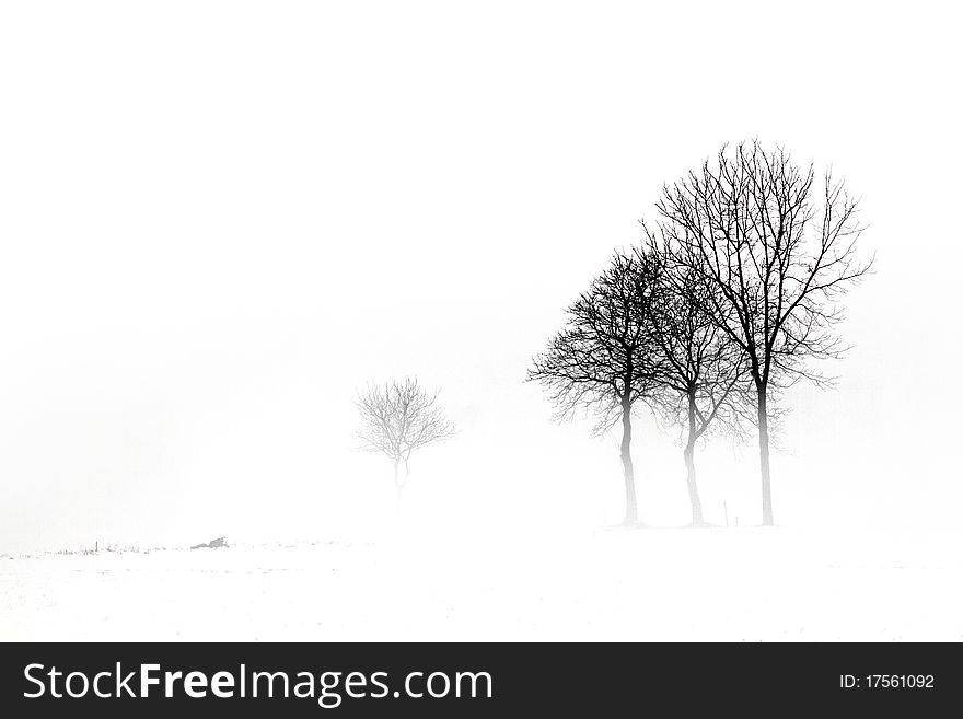Forest in winter with snow and fog. Forest in winter with snow and fog