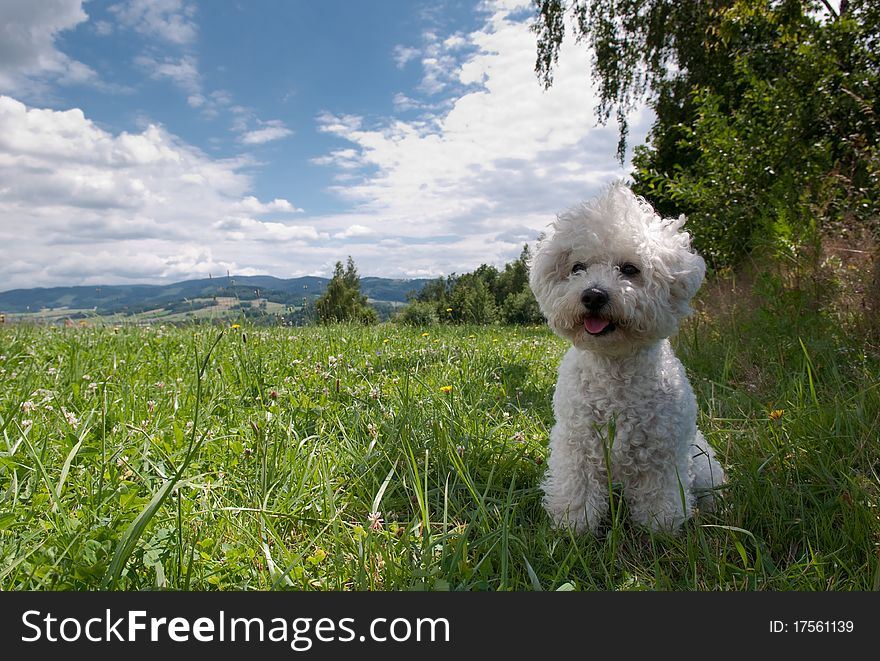 Little white dog sitting on grass