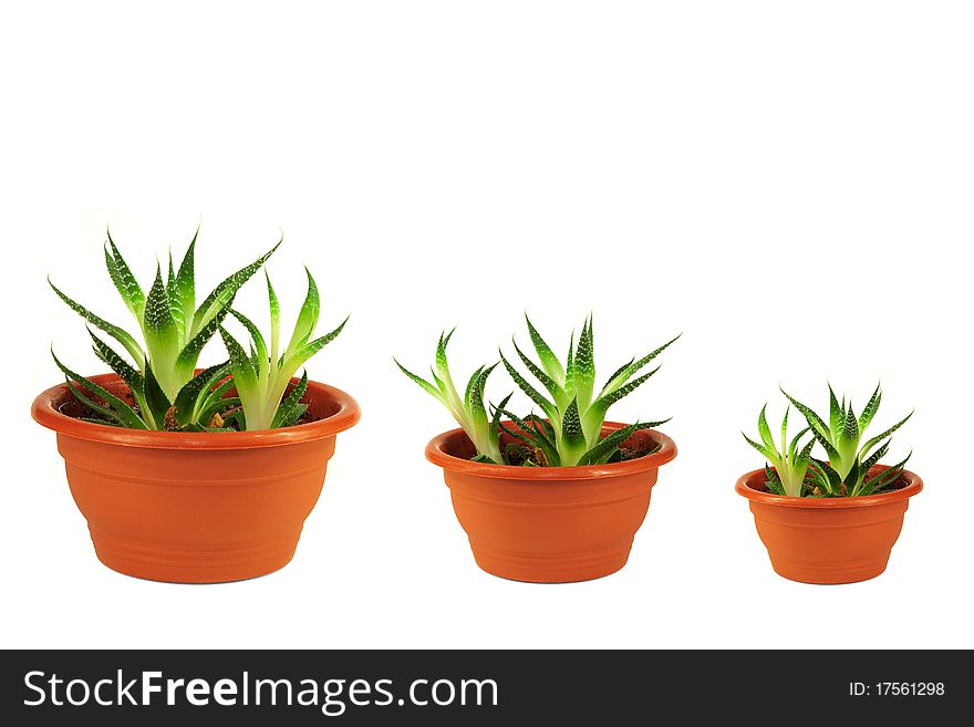 Three young green flowers in decorative pots on a white background. Three young green flowers in decorative pots on a white background