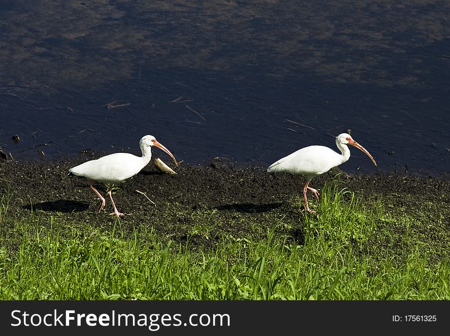 White ibis birds (Eudocimus albus)
