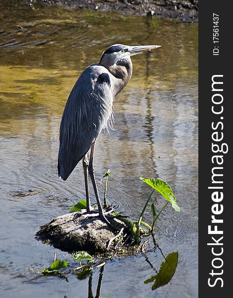 Grey heron (Ardea cinerea). Picture was taken in Florida. (November 2010)