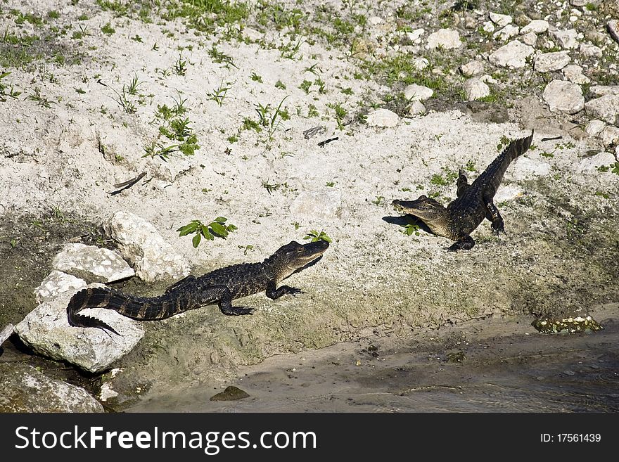 Some aligators laying on a bank
