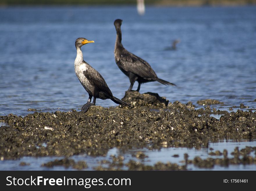 Cormorant birds (Phalacrocorax carbo). Picture was taken in St. Martins Marsh Aquatic Preserve. Cormorant birds (Phalacrocorax carbo). Picture was taken in St. Martins Marsh Aquatic Preserve