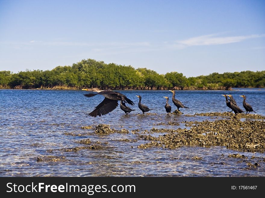 Cormorant birds (Phalacrocorax carbo). Picture was taken in St. Martins Marsh Aquatic Preserve. Cormorant birds (Phalacrocorax carbo). Picture was taken in St. Martins Marsh Aquatic Preserve