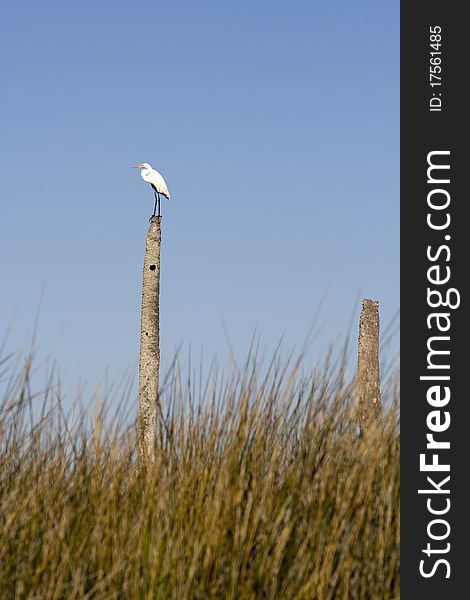 White ibis birds (Eudocimus albus)