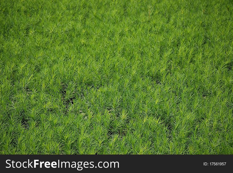 Tree seedlings - green background / forest farm