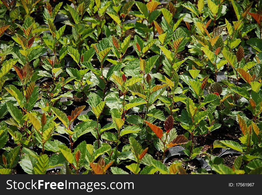 Tree seedlings - green background / forest farm