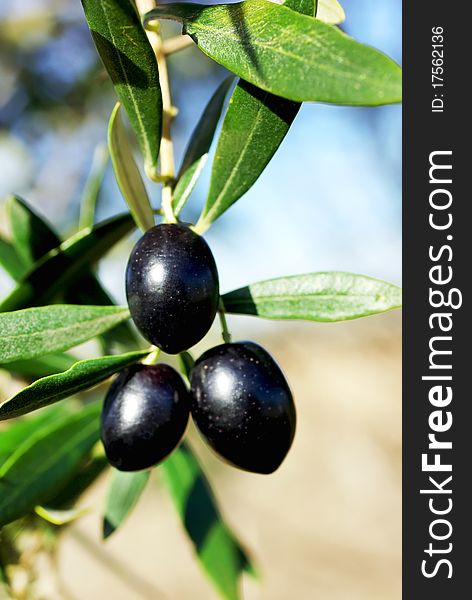 Mature olives on tree at portuguese field. Mature olives on tree at portuguese field.