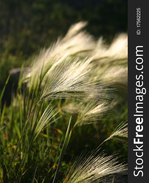 Feather grass on the field