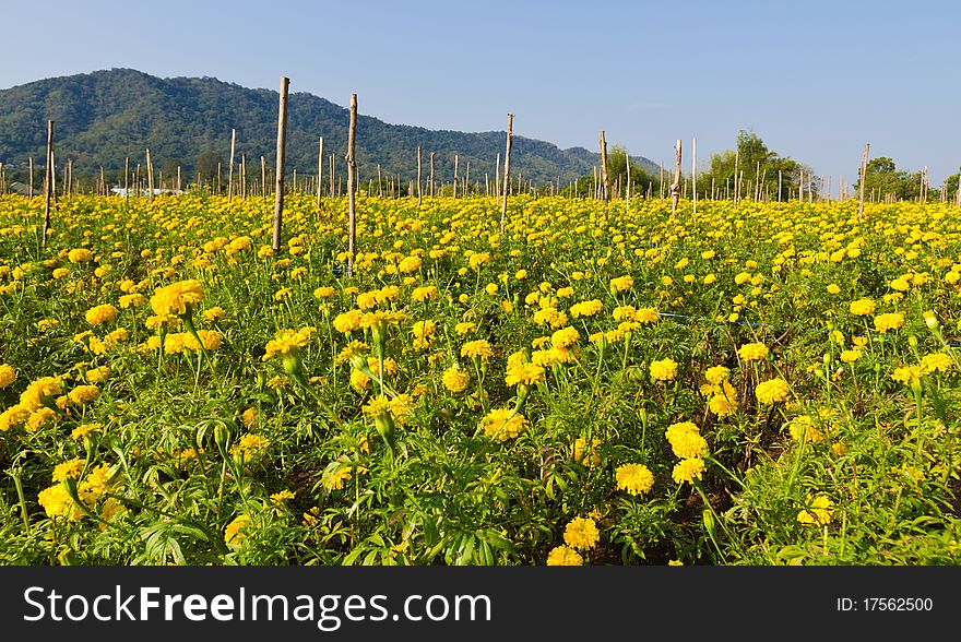 Marigold field in county ,Thailand