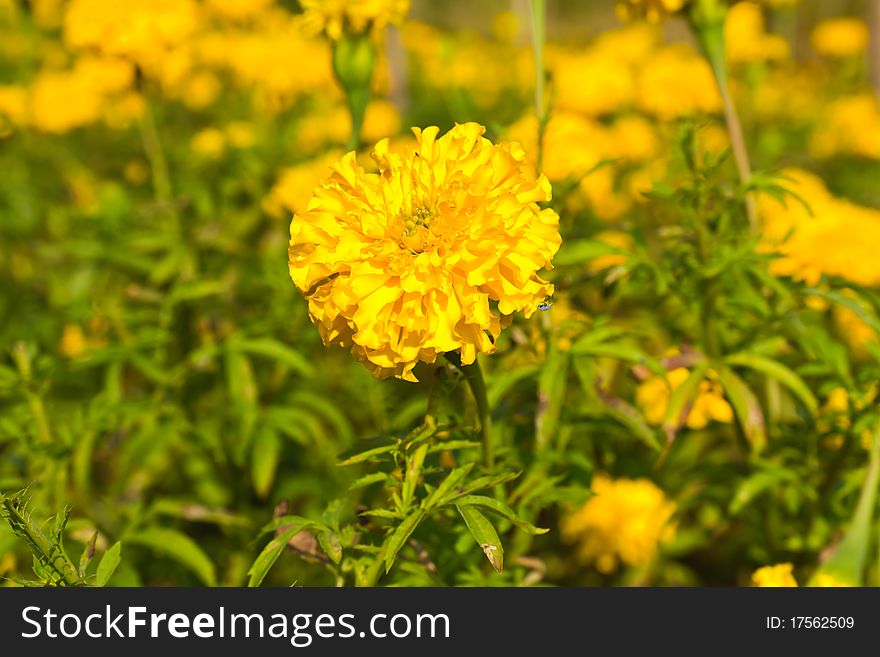 Marigold field in county ,Thailand
