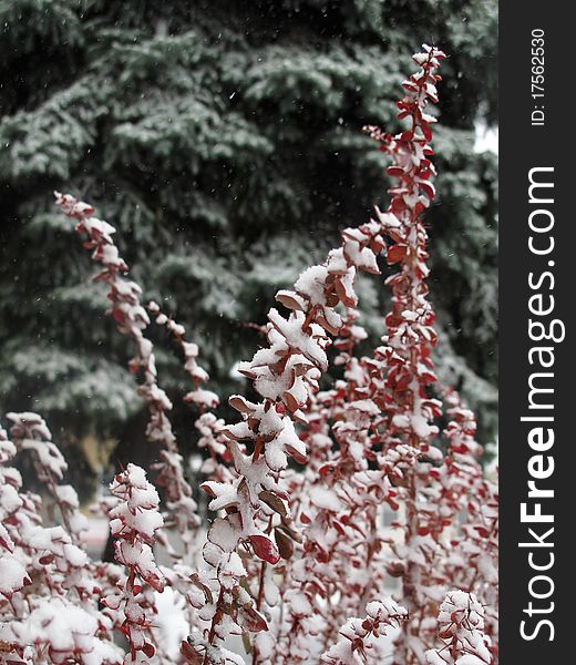 Red plants covered by snow. Red plants covered by snow