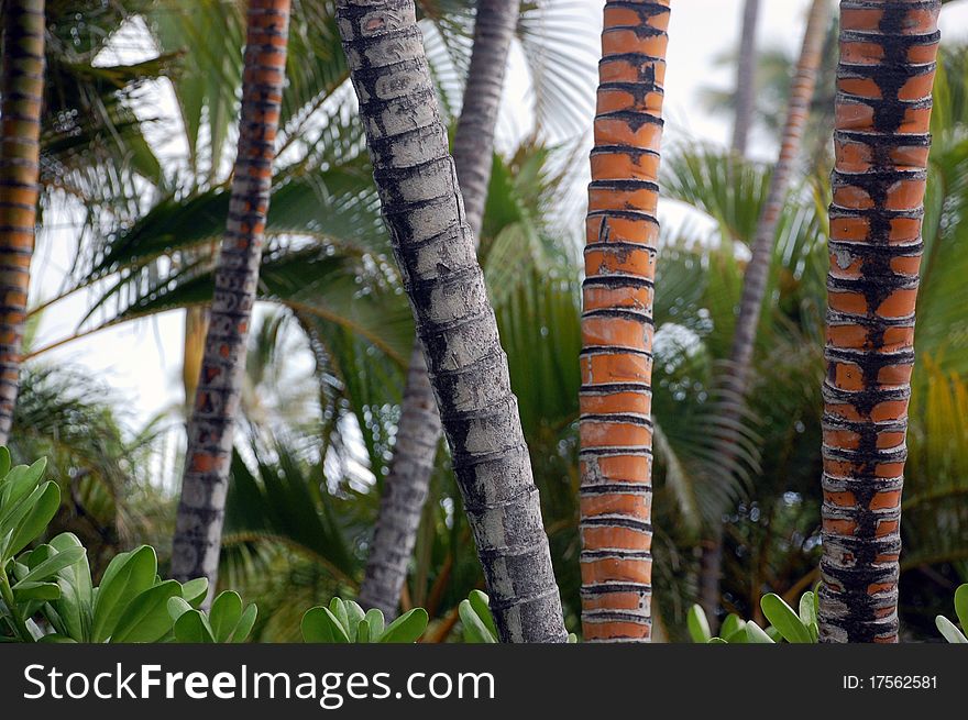 Palm Tree Trunks(Cocos Nucifera)