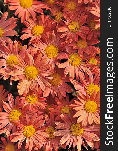 Red mum flower, shown as color, pattern and background. Red mum flower, shown as color, pattern and background.