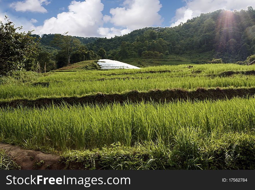 Rice field with the jungle as a background,image was taken in Thailand