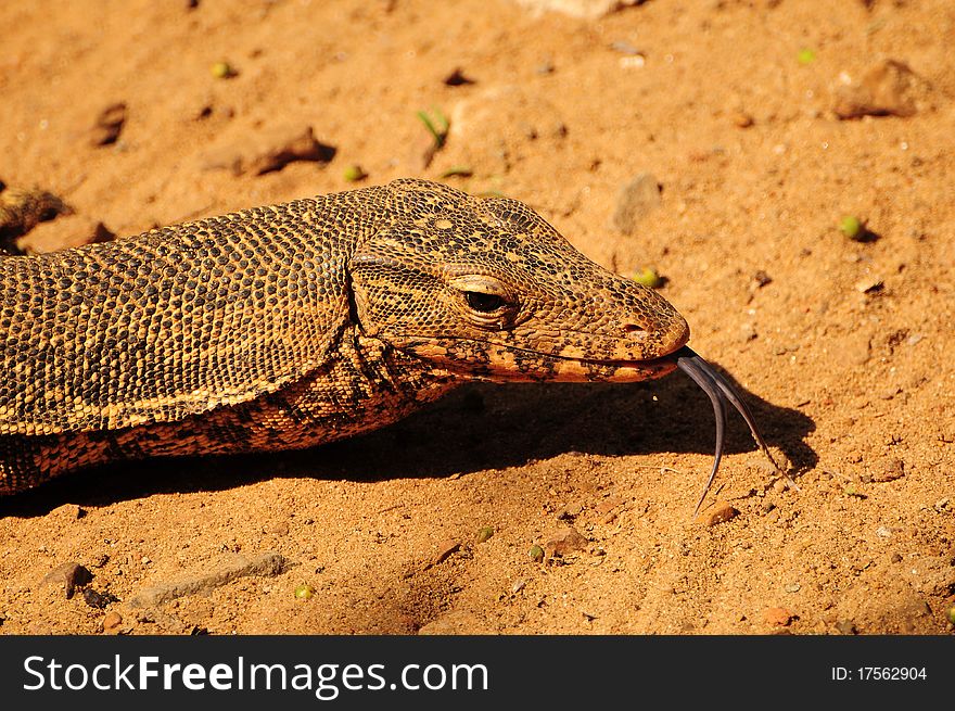 Closeup of the head of a monitor lizard extending its tongue. Closeup of the head of a monitor lizard extending its tongue